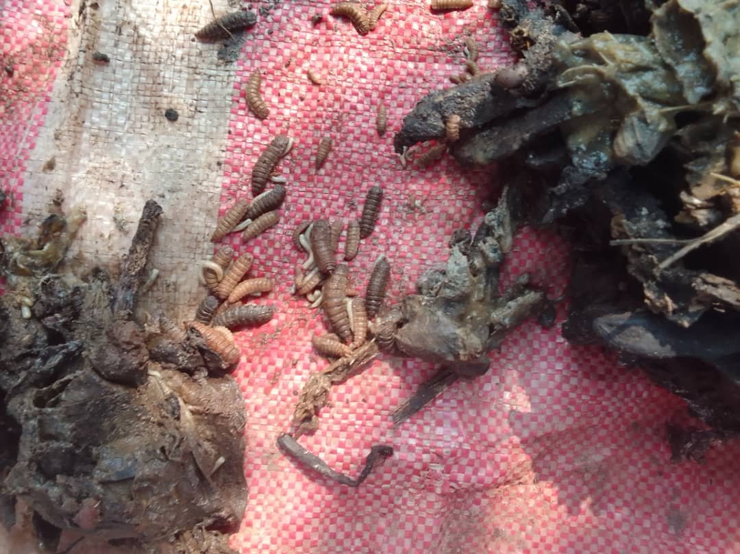 Black Soldier Fly (BSFL) Overview – https://wastefree23.org/