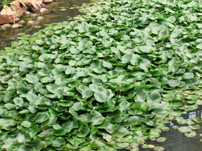 Water Hyacinth