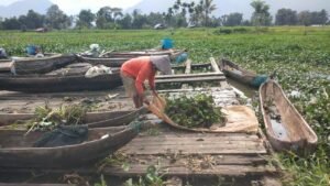 water hyacinth recycling in west sumatra